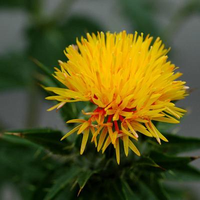 Carthamus tinctorius
