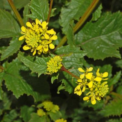 Sinapis Arvensis