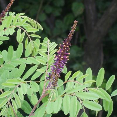 Amorpha fruticosa