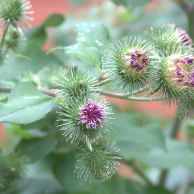 Arctium lappa