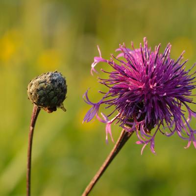 Centaurea scabiosa