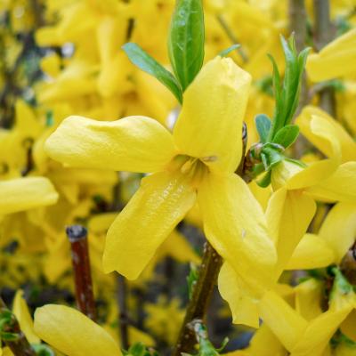 Forsythia