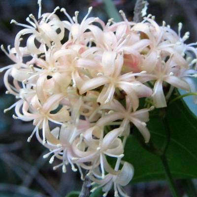 Smilax aspera