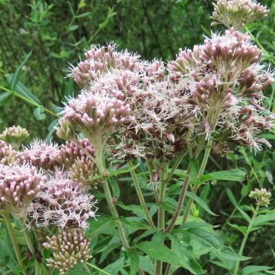 Eupatorium cannabinum