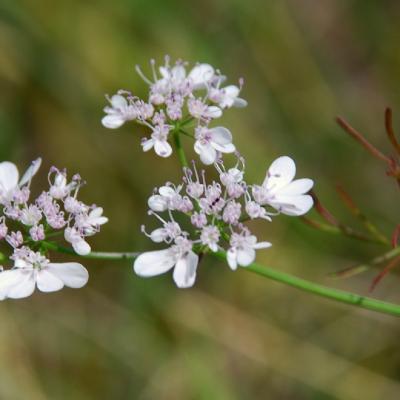 Coriandrum sativum