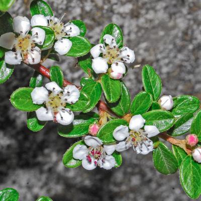 Cotoneaster horizontalis