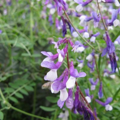 Vicia villosa