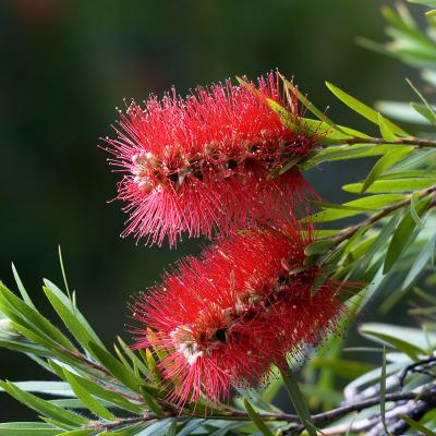 Callistemon citrinus