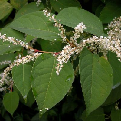 Reynoutria japonica