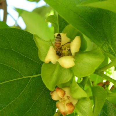 Diospyros kaki