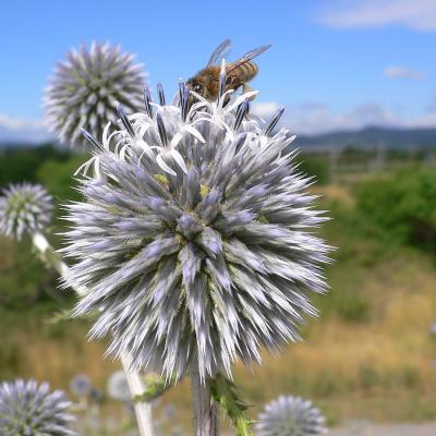 Echinops sphaerocephalus