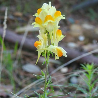 Linaria vulgaris