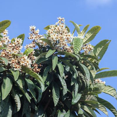 Eriobotrya japonica