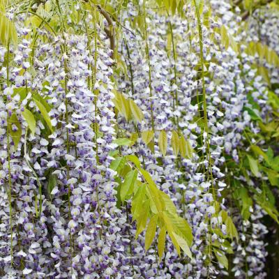 Wisteria floribunda