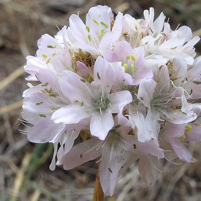 Armeria arenaria