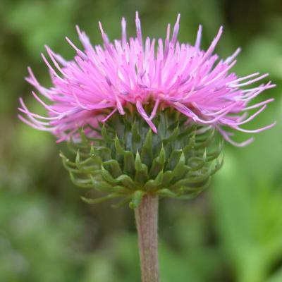 Carduus defloratus