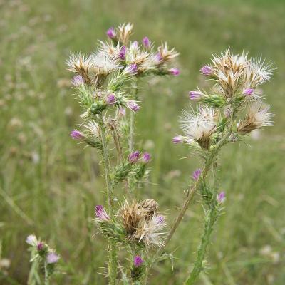 Carduus tenuiflorus