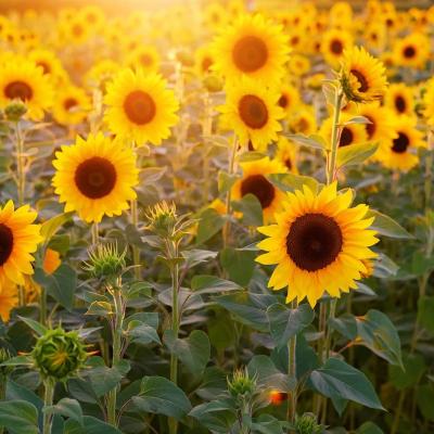 Helianthus annuus