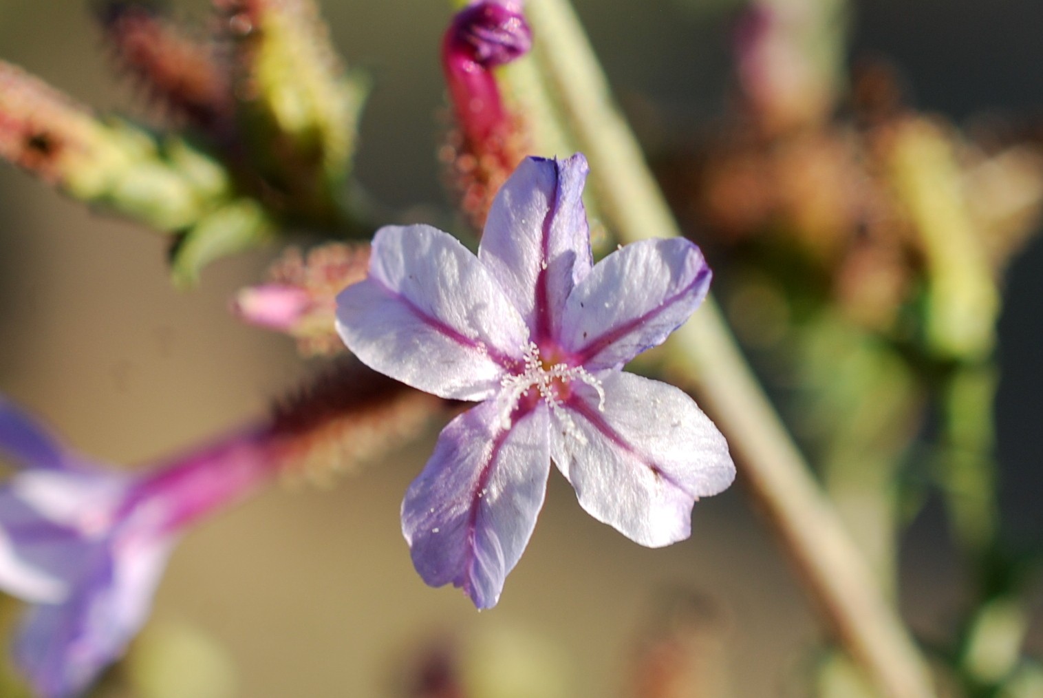 Plumbago europaea
