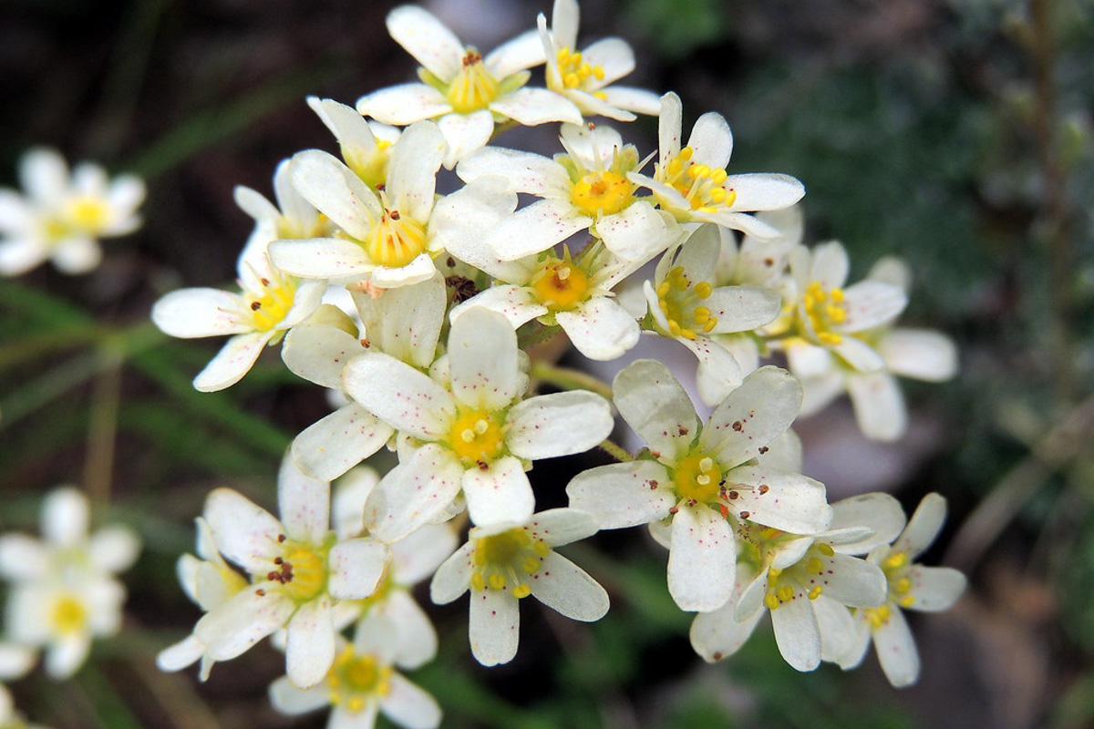 Saxifraga paniculata