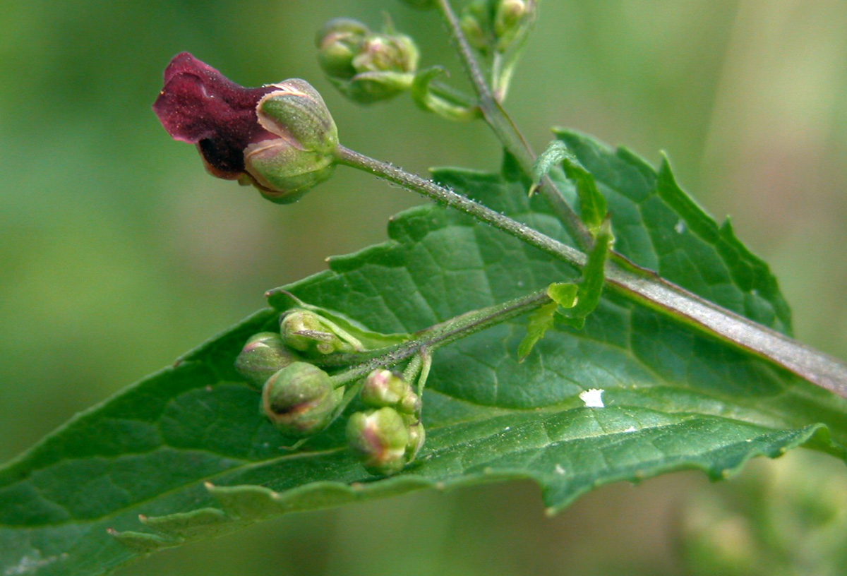 Scrophularia umbrosa