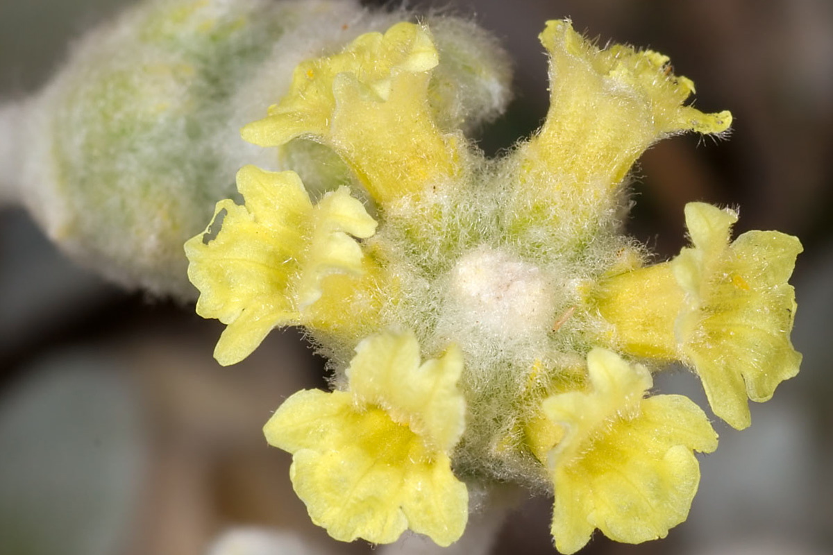 Sideritis Syriaca