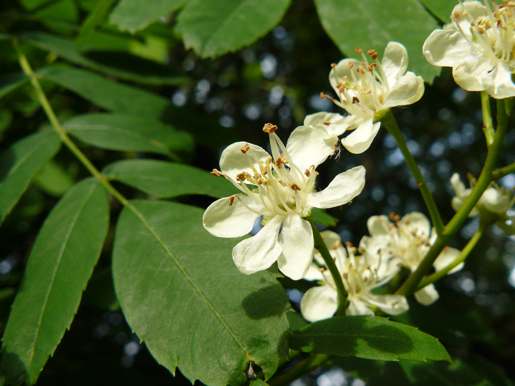 Sorbus domestica