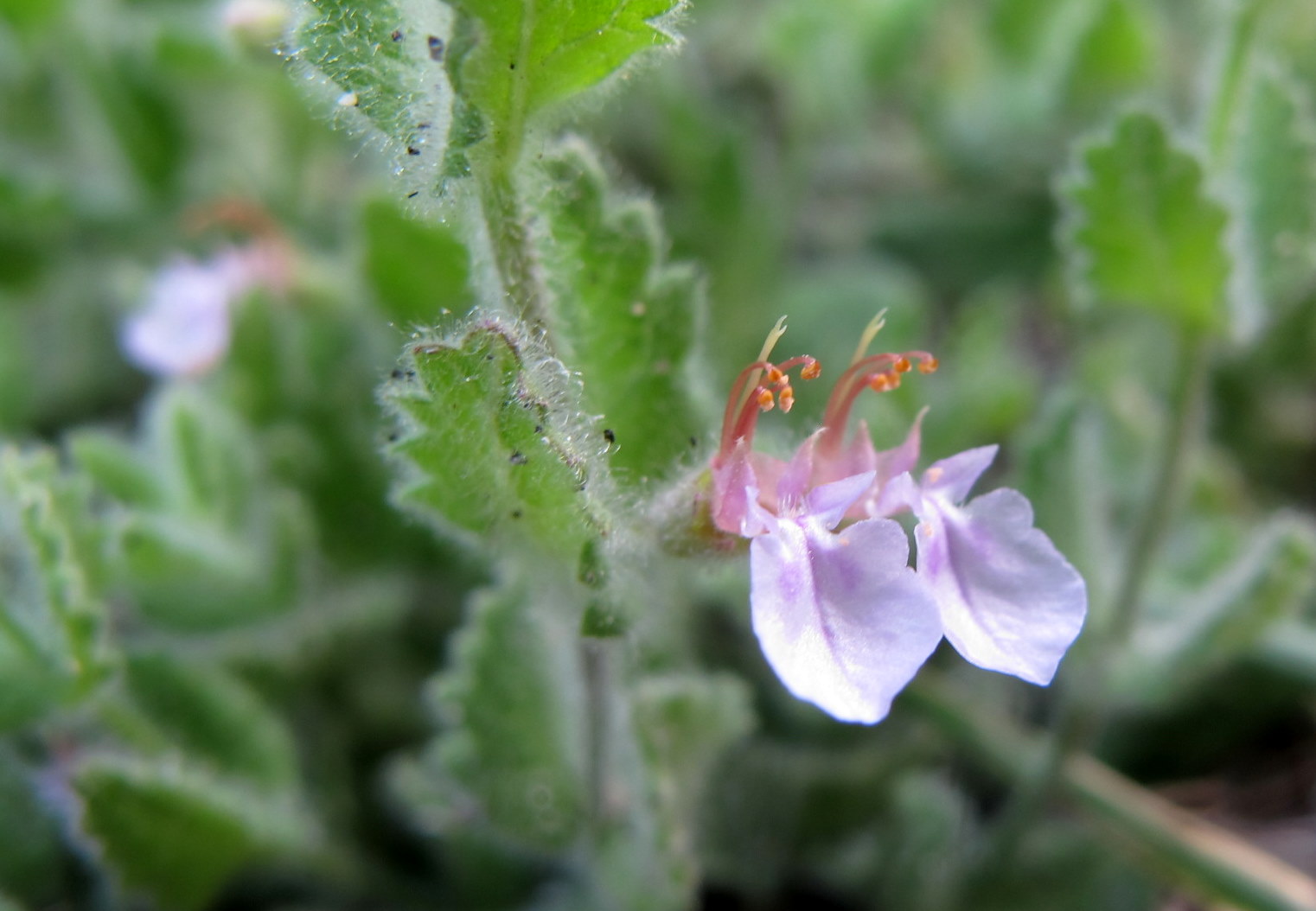 Teucrium scordium