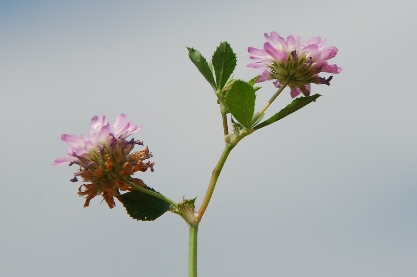 Trifolium resupinatum