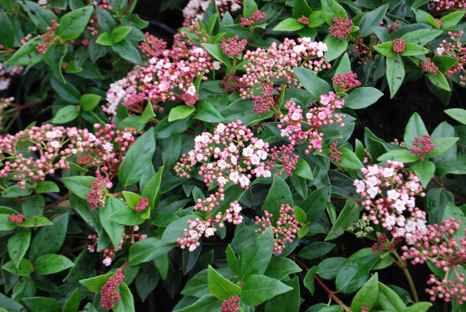 Viburnum